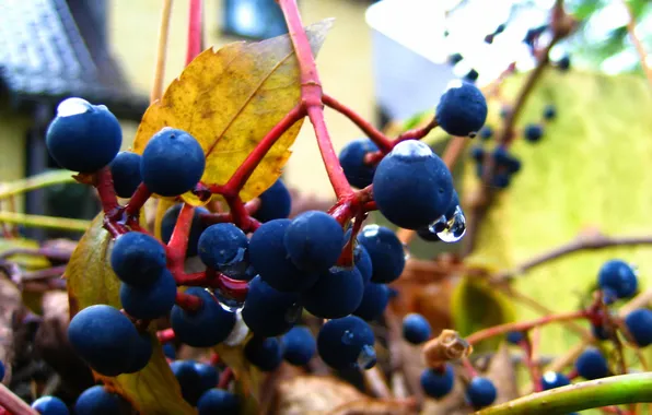 Picture autumn, drops, wild grapes