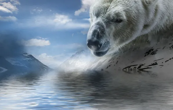 Picture water, clouds, mountains, polar bear