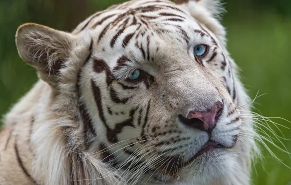 Cat, look, face, blue eyes, white tiger, ©Tambako The Jaguar