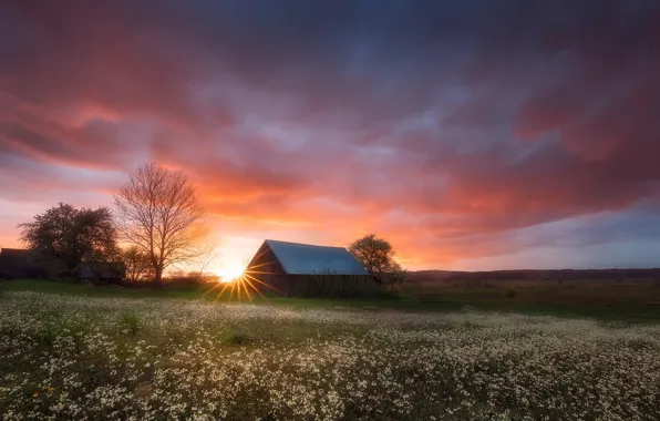 Field, summer, clouds, sunset, flowers, dawn, village, meadow