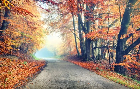 Road, autumn, forest, leaves, trees, Park, forest, road