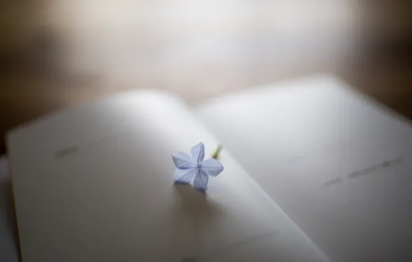 Flower, petals, book