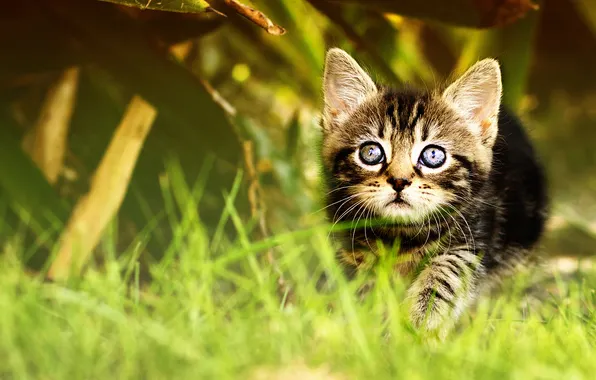 Cat, grass, look, leaves, nature, pose, kitty, grey