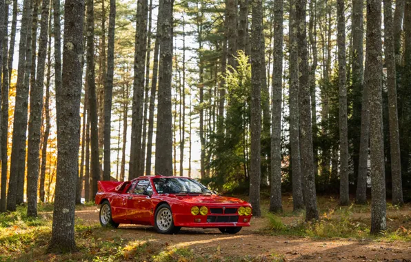 Picture car, trees, Lancia, Rally, 1982, Lancia Rall Stradale 037 Stradale