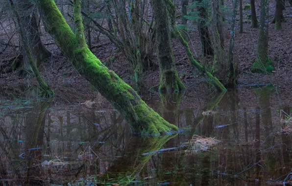 Picture forest, water, trees, moss