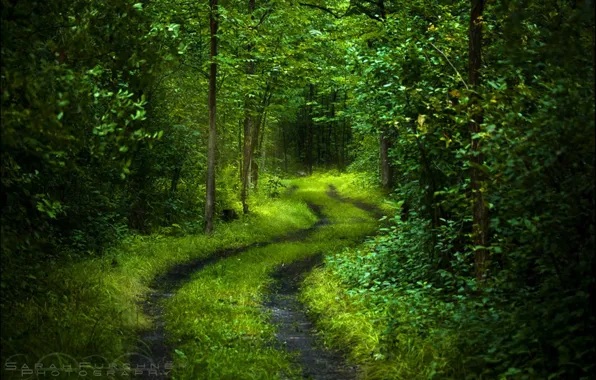 Picture road, forest, light, trees, freshness, nature, green, mood