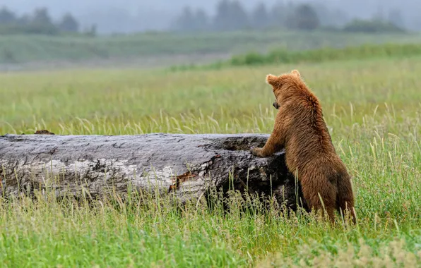 Picture field, grass, pose, rain, back, bear, bear, log