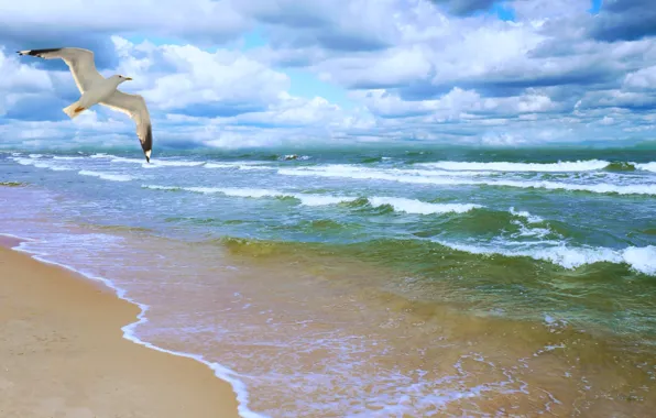 Sea, clouds, shore, Seagull, surf