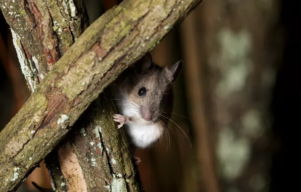 Look, background, mouse