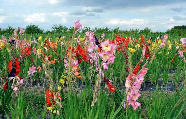 Picture the sky, clouds, flowers, gladiolus, plantation