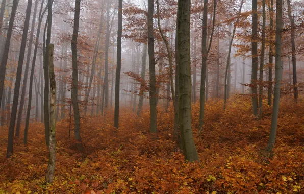 Autumn, forest, trees, nature, fog, Niklas Hamisch