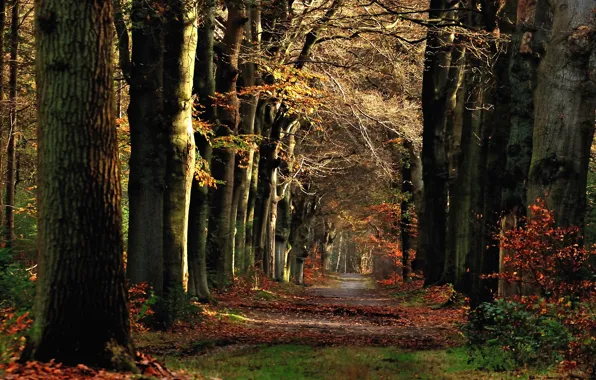 Autumn, Forest, Trail, Fall, Track, Autumn, November, November