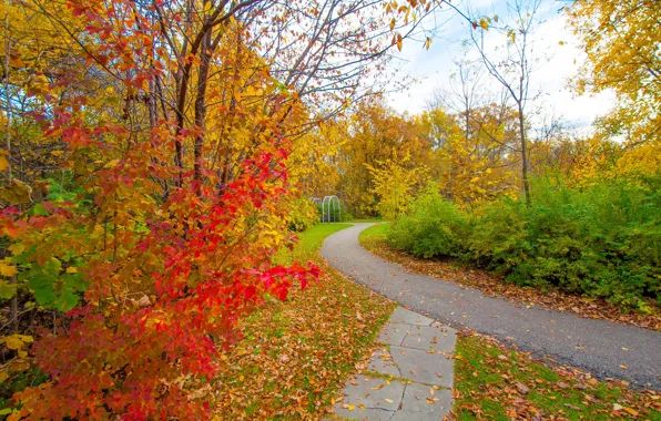 Autumn, leaves, trees, Park, track, the bushes, the crimson