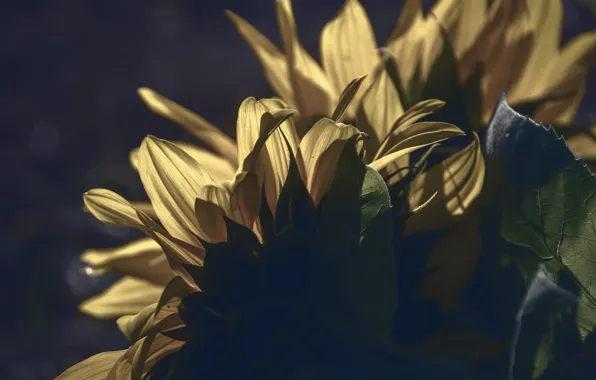 Macro, sunflowers, nature