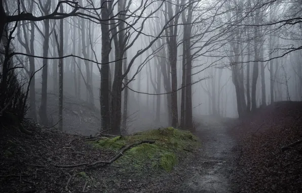 Picture forest, trees, nature, fog, path