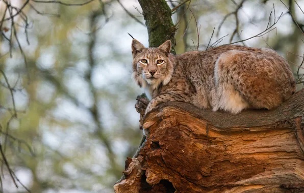 Picture trees, branches, lies, log, lynx