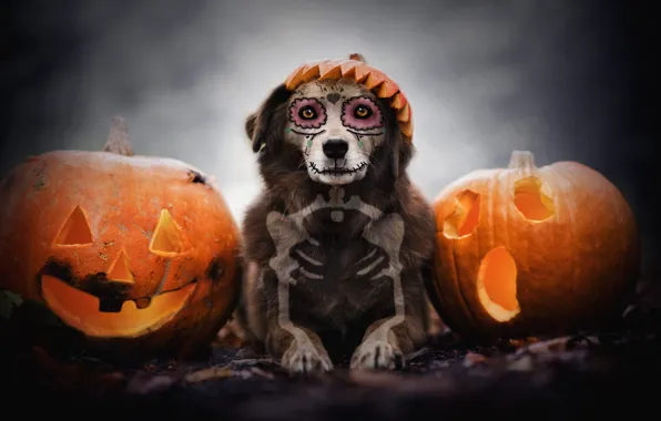 Autumn, look, face, background, holiday, skull, dog, bones