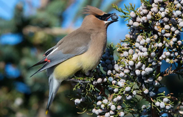 Animals, branches, nature, berries, background, tree, bird, food