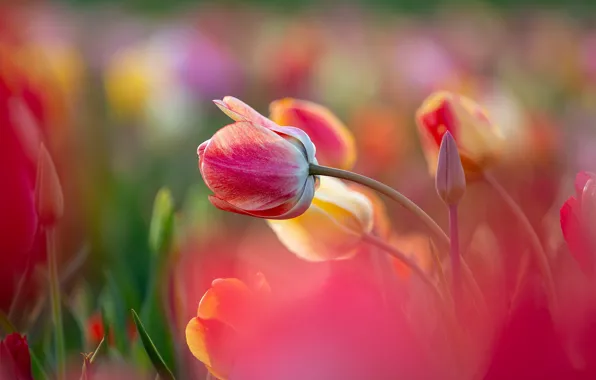 Picture flowers, yellow, red, blur, spring, garden, tulips, pink