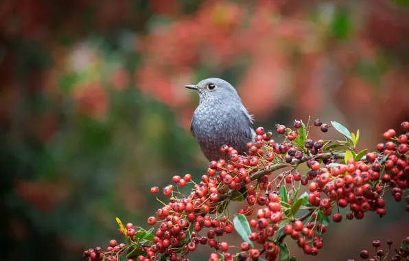 Branches, berries, bird