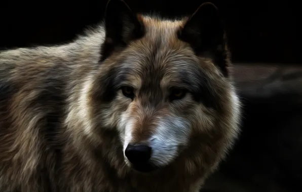 Wolf, predator, beast