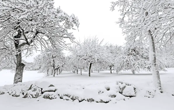 Picture winter, snow, trees, white, landscape, winter, snow, tree