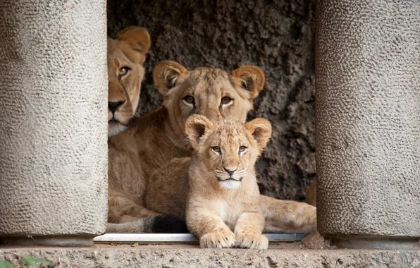 Cat, Leo, cub, lions, lion