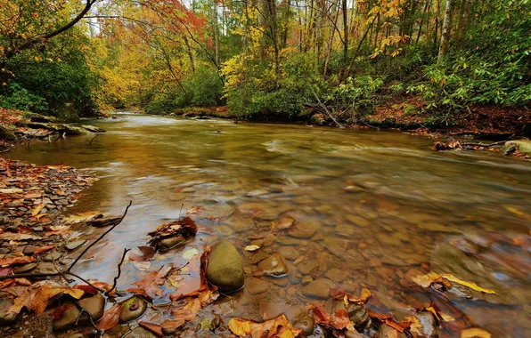 Autumn, leaves, water, stream, water, autumn, leaves, waterfall