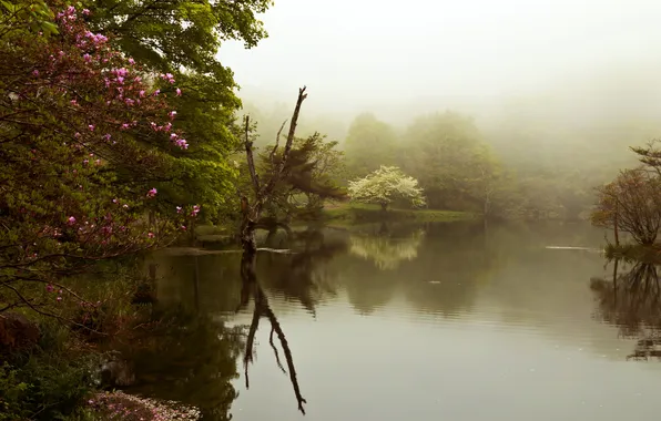 Park, spring, lake fog, trees. flowering