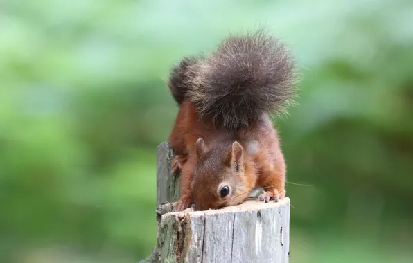Picture pose, stump, protein, tail, green background
