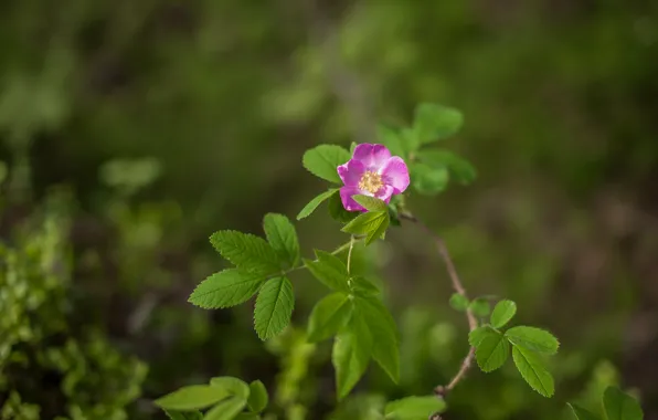 Flower, nature, blur, pink, flower, nature, bokeh, flower