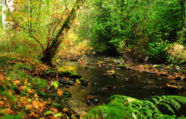 Picture Fall, Forest, Autumn, Forest, Leaves, Foliage, Autumn, River