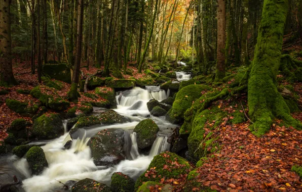 Autumn, forest, leaves, trees, stream, stones, France, moss
