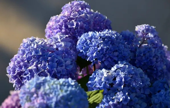 Picture light, flowers, background, blue, petals, flowering, a lot, lilac