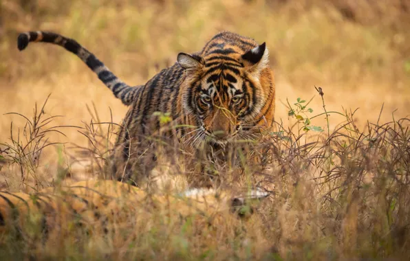 Picture Grass, Look, Two, Wild cats, Tigers, Predators, Big Cats, Royal Bengal Tigers