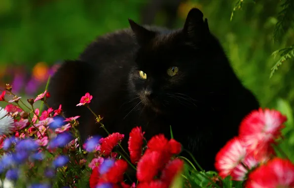 Cat, cat, look, flowers, pose, black, garden, red