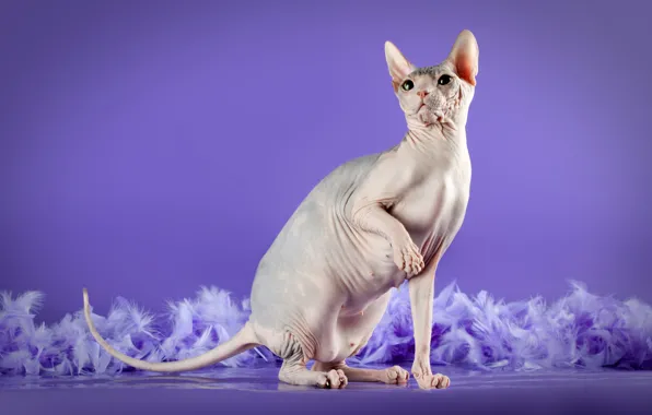 Cat, chest, pose, stand, foot, Sphinx, lilac background, papillae