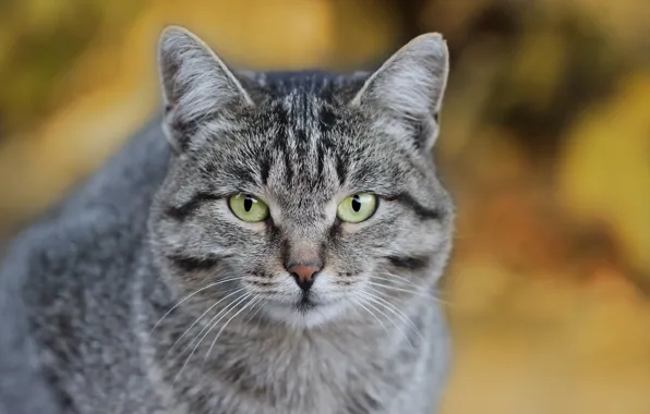 Cat, face, background