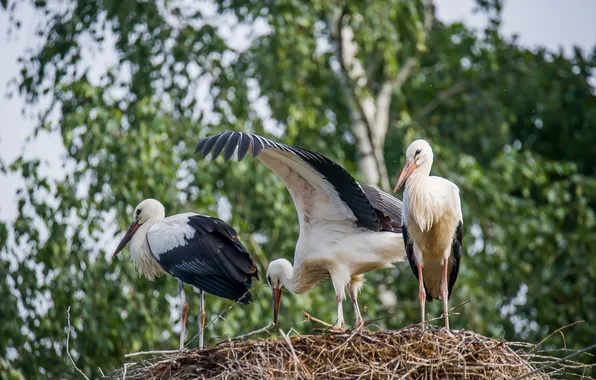 Summer, birds, heat, socket, Chicks, are, storks