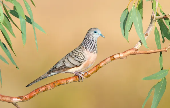 Picture bird, dove, branch