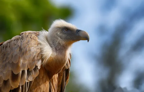 Nature, bird, Grif