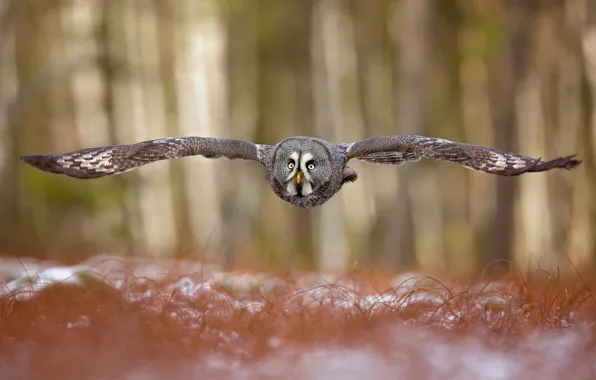 Picture forest, flight, owl, bird, wings, bokeh