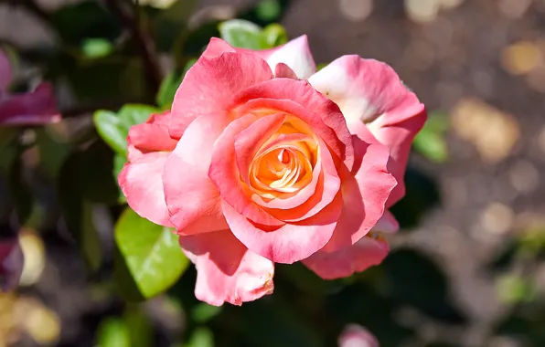 Leaves, close-up, roses, petals, pink, buds, bokeh