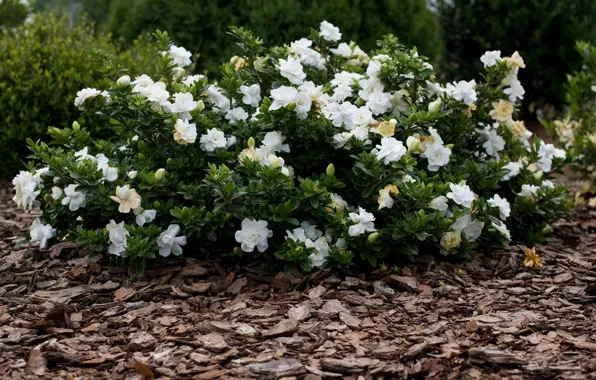 Flowers, foliage, Bush, garden, bark, white, Gardenia