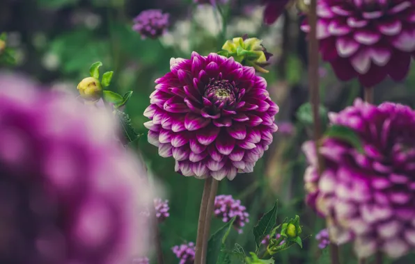 Flowers, garden, purple, lilac, bokeh, dahlias, Burgundy
