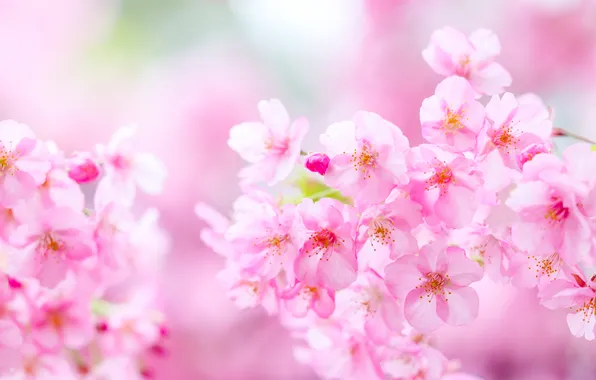 Light, flowers, cherry, branch, spring, gentle, pink, pink background