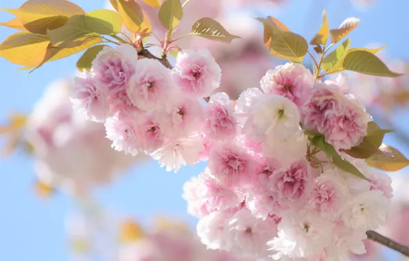 Leaves, macro, cherry, branch, spring, Sakura, flowering, flowers