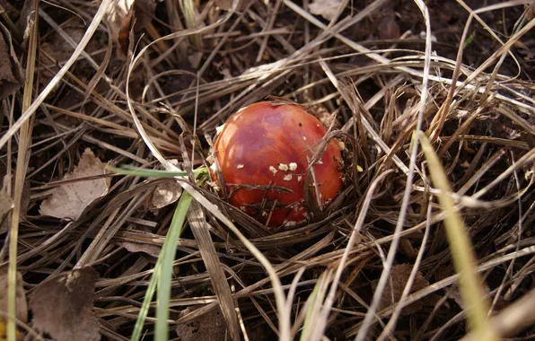 Grass, Forest, Mushroom