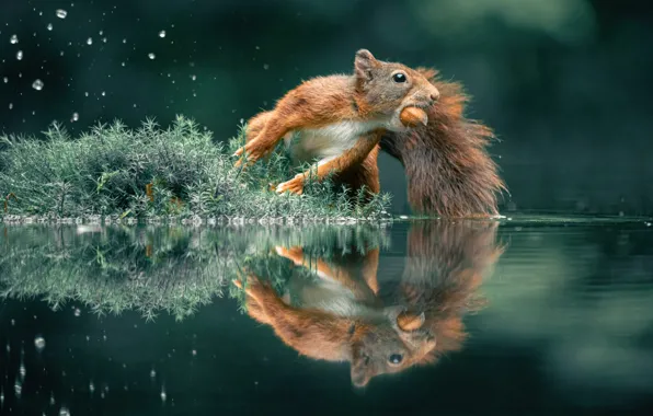 Look, water, squirt, nature, pose, reflection, jump, moss