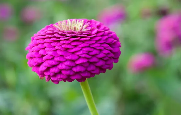 Flowers, nature, petals, stem, buds